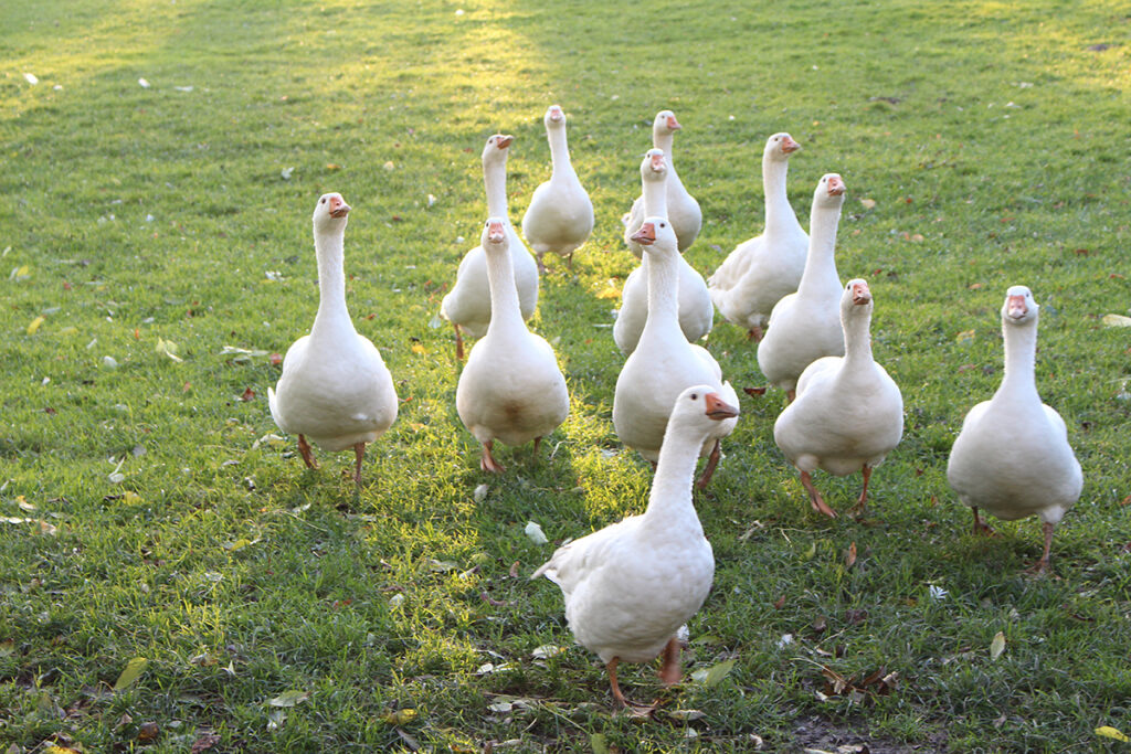 Gänse auf der Weide