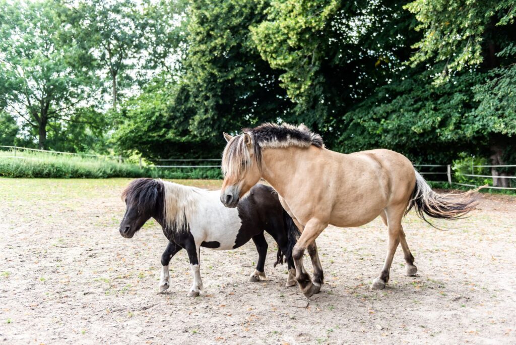 0056_Thielsenhof_2021