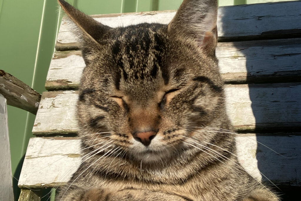 Katze